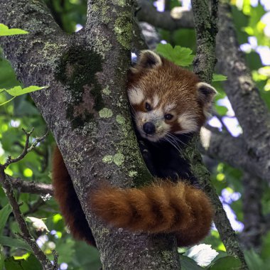 Kırmızı panda (Ailurus fulgens) küçük panda, kırmızı ayı-kedi veya kedi-ayı olarak bilinir.