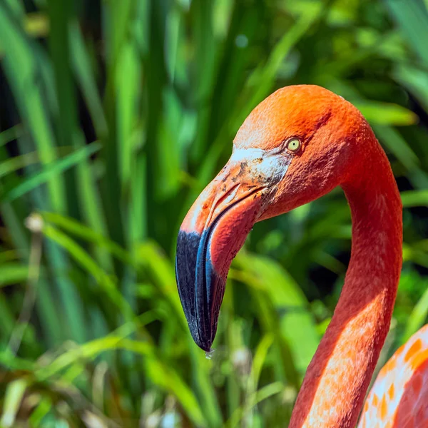 Phoenicopterus Ruber Known American Caribbean Flamingo Peninsula Zapata Zapata Swamp — Stock Photo, Image