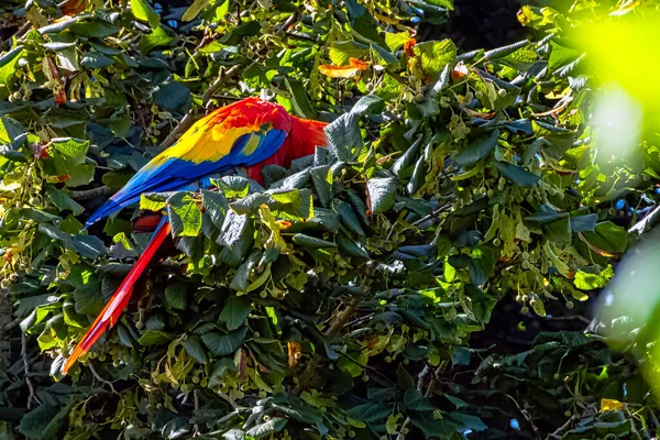 Ara Macao Známé Jako Šarlatové Macaw — Stock fotografie