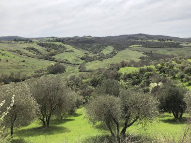 Zeytin ağaçları Toskana, İtalya. Sıcak ve güneşli bir günde güzel manzara.