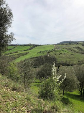 Zeytin ağaçları Toskana, İtalya. Sıcak ve güneşli bir günde güzel manzara.