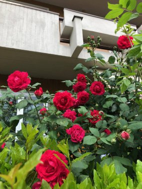 Gül kırmızı çiçek açmış. Şehirde Bahar