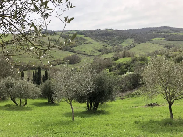Zeytin ağaçları Toskana, İtalya. Sıcak ve güneşli bir günde güzel manzara.