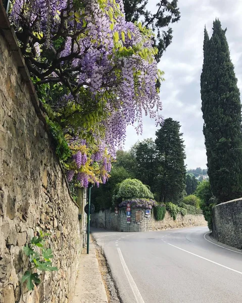 Wisteria Bifurcación Carretera Italia —  Fotos de Stock