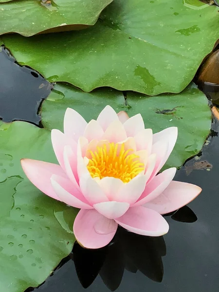 Schöne Seerose Stadtpark — Stockfoto