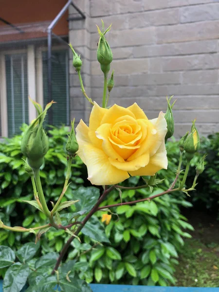 Ανθισμένα Κίτρινα Τριαντάφυλλα Άνοιξη Στην Πόλη — Φωτογραφία Αρχείου