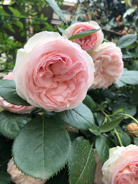 Цвіте Троянди Рожевого Кольору Весна Місті — стокове фото