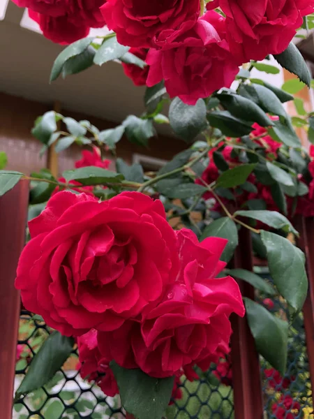 Floração Rosa Vermelha Primavera Cidade — Fotografia de Stock