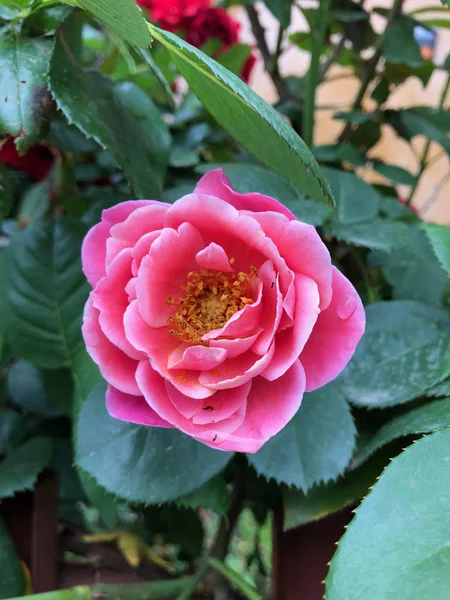Ανθισμένα Τριαντάφυλλα Ροζ Χρώμα Άνοιξη Στην Πόλη — Φωτογραφία Αρχείου