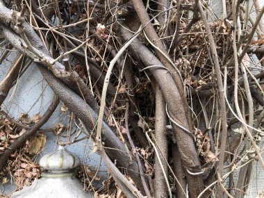 Pleksus dalları ve eski çim bahar için bekliyor