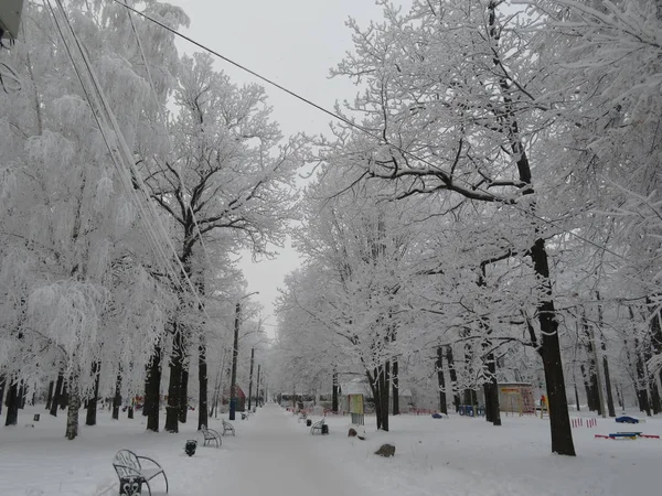 Дерева Вкриті Морозами Міському Парку — стокове фото