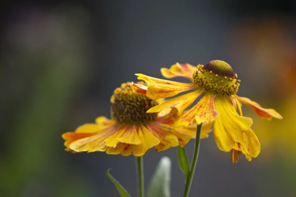 Sommerblumen Gegenlicht — Stockfoto