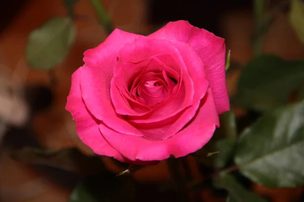 Lindo Botão Rosa Perto — Fotografia de Stock