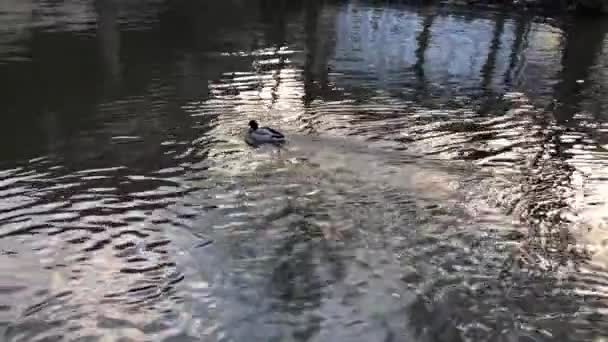 Плаваючі Качки Холодній Річковій Воді — стокове відео