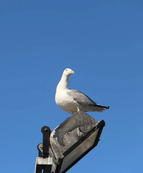 海鸥坐在蓝天上的灯笼上 — 图库照片