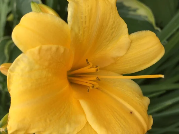 Gele Lelie Groeit Tuin Van Een Dorp — Stockfoto