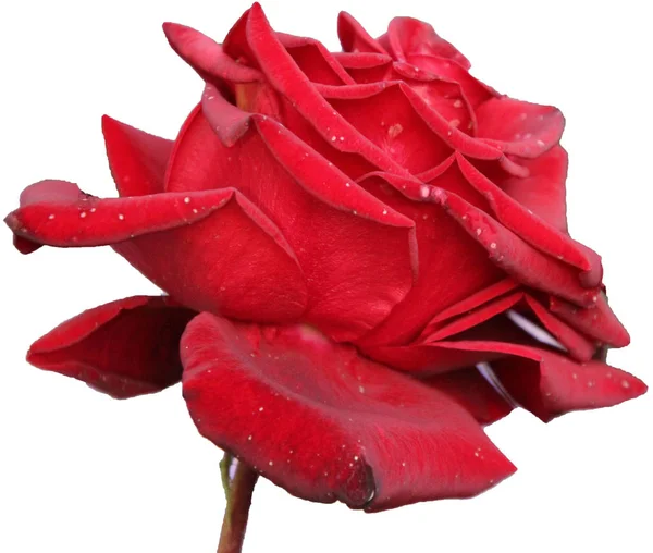 Rose Jardin Rouge Sur Fond Blanc — Photo