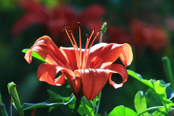 Lilia Een Geslacht Van Planten Uit Familie Lily Eeuwigdurende Grassen — Stockfoto