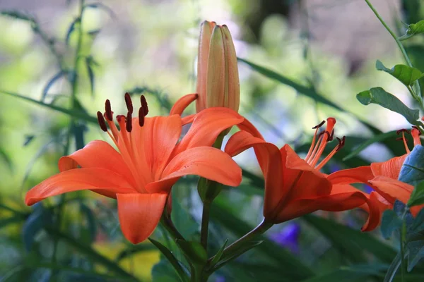 Lilia Een Geslacht Van Planten Uit Familie Lily Eeuwigdurende Grassen — Stockfoto