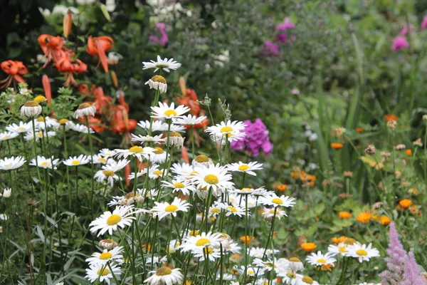 Combine Une Vingtaine Espèces Herbes Basses Parfumées Qui Fleurissent Dans — Photo