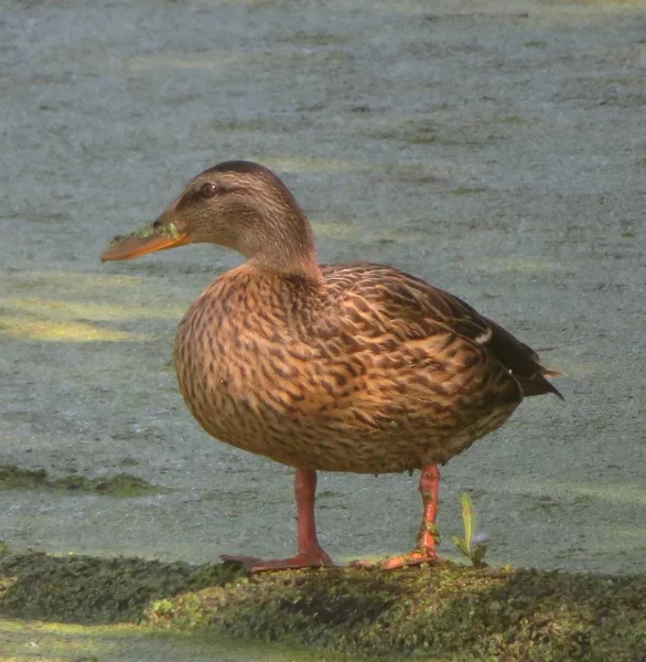 Canard Regarde Dans Étang Avec Arbre Tombé — Photo