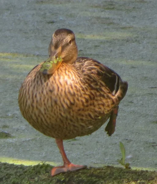 Pato Está Uma Perna Uma Árvore Derrubada Uma Lagoa — Fotografia de Stock