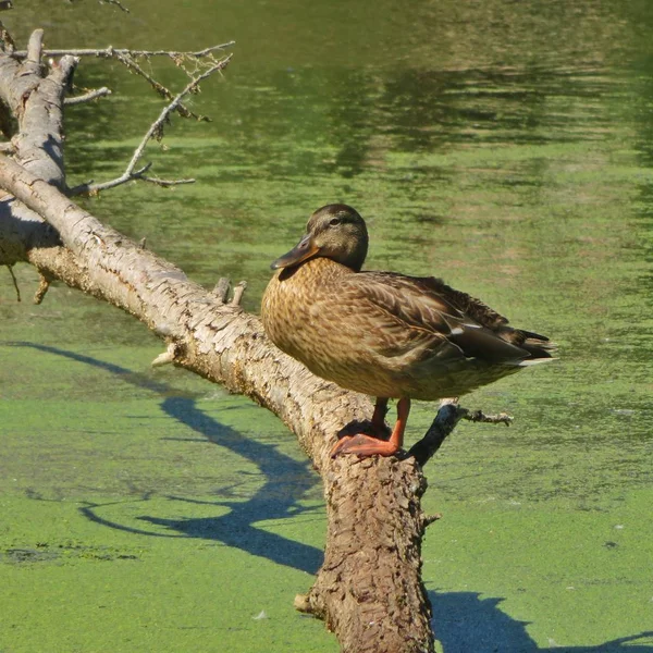 Pato Está Uma Árvore Derrubada Uma Lagoa — Fotografia de Stock