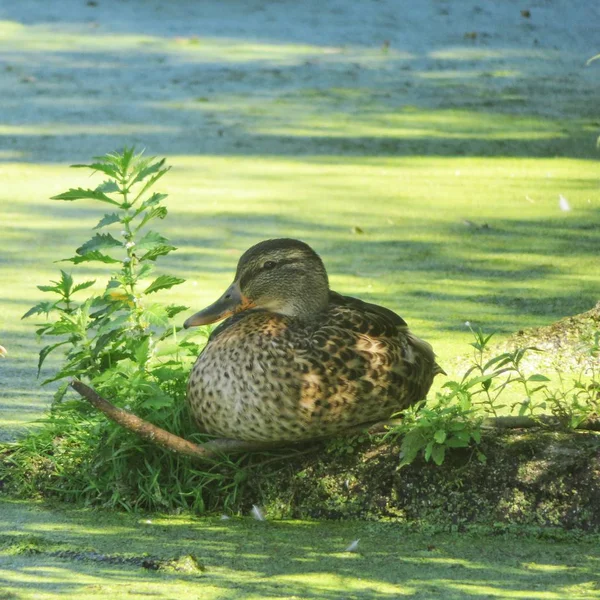 Ente Sitzt Auf Einem Einen Teich Gefallenen Baum — Stockfoto