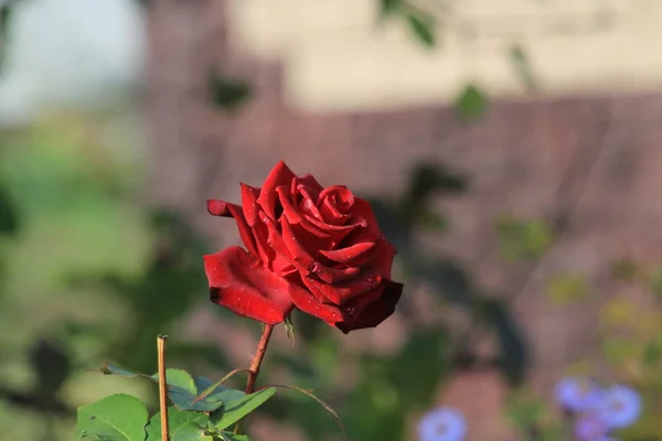 Rose Rouge Dans Jardin Arrière Plan Maison — Photo