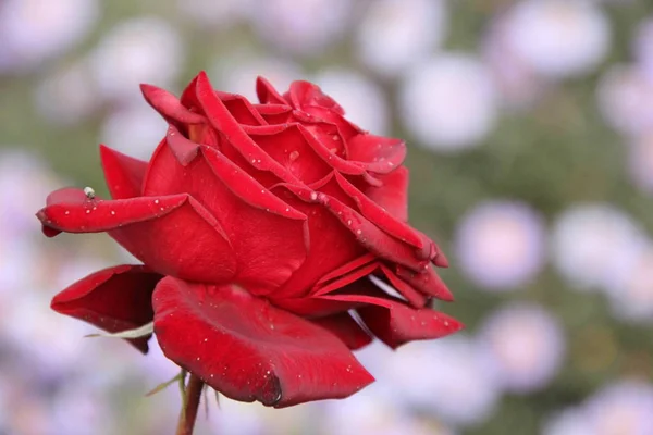 Bella Rosa Rossa Giardino — Foto Stock