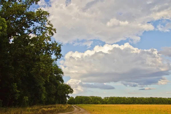 Camino de campo entre una planta de árbol y un campo — Foto de Stock