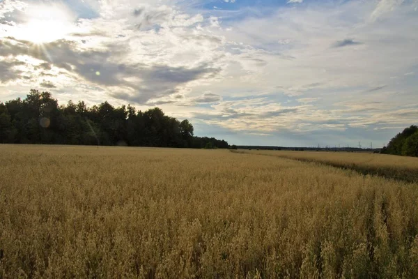 Campo con trigo bajo un cielo azul — Foto de Stock
