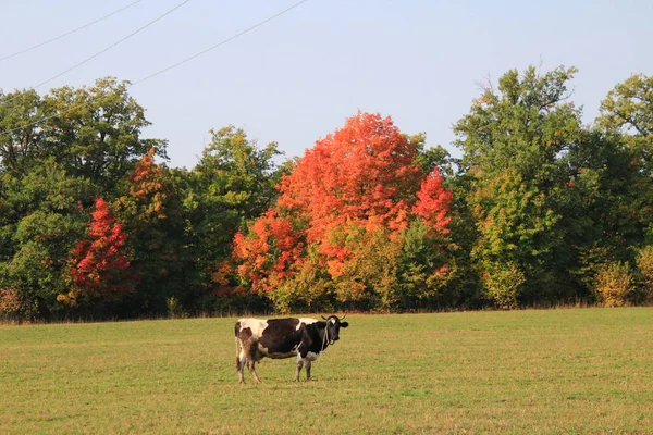 Pais Pacese con una vaca —  Fotos de Stock