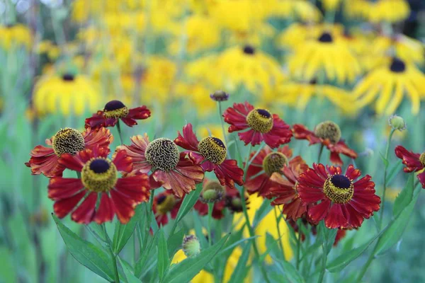 Schöne Landschaft mit Blumen im Dorfgarten — Stockfoto