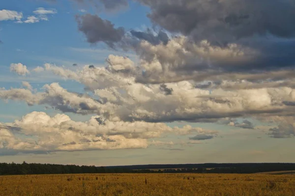 Campo con trigo bajo un cielo azul — Foto de Stock
