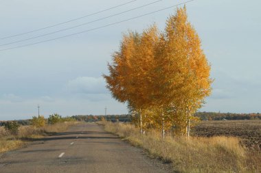 Sarı sonbahar ağaçlar