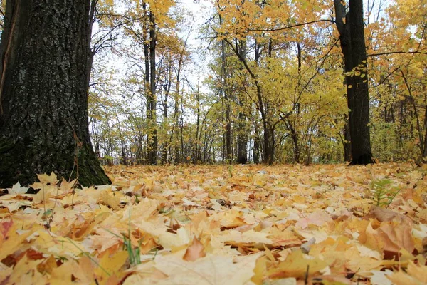 Chute des feuilles d'automne dans un parc municipal — Photo