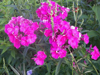 Phlox çiçekli otsu bitkiler Sinuhov ailesinin bir cinsidir