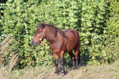 At grazes yeşil çayır üzerinde