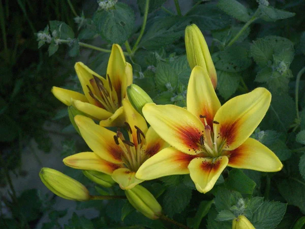 Lilia - een geslacht van planten uit de familie Lily — Stockfoto