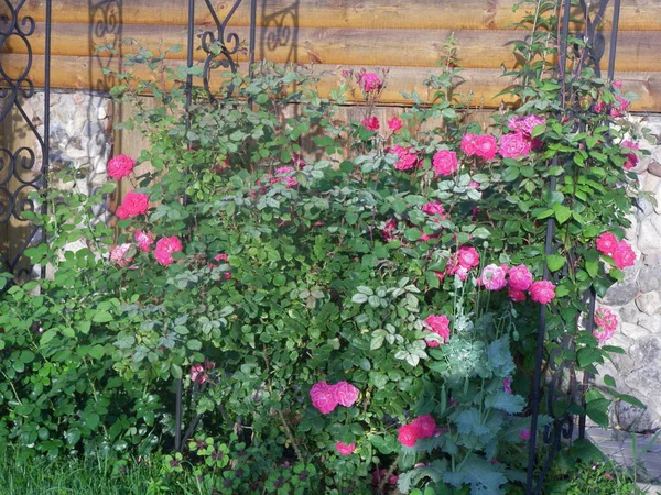 Τριαντάφυλλα κήπων κατά πράσινο φύλλωμα — Φωτογραφία Αρχείου