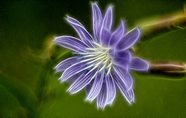 Μορφοκλασματική εικόνα ενός λουλουδιού από ραδίκια. — Φωτογραφία Αρχείου