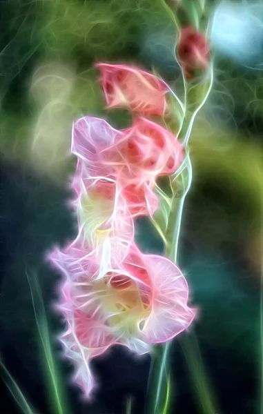 Fraktal bild av gladiolus. — Stockfoto