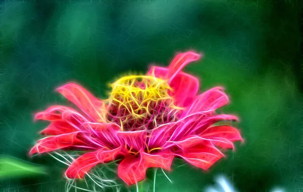Μορφοκλασματική εικόνα του λουλουδιού του zinia. — Φωτογραφία Αρχείου