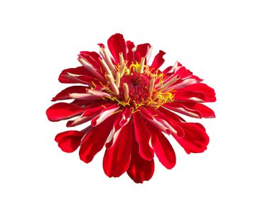 Beyaz bir arka planda Zinnia çiçeği.