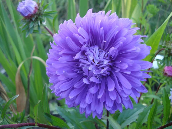 菊花属是一种一年四季草本植物的属. — 图库照片