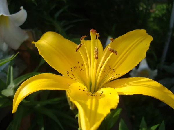 Gele tuin lily bloem — Stockfoto