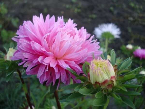 粉红色的花园花菊花 — 图库照片