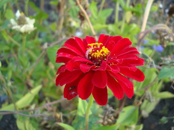 红色花园花津尼优雅 — 图库照片