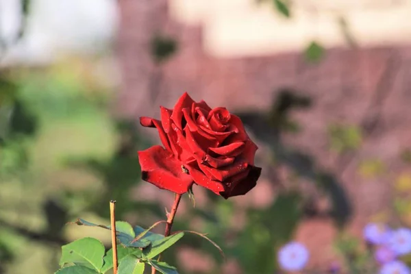 Κόκκινο τριαντάφυλλο στον κήπο — Φωτογραφία Αρχείου